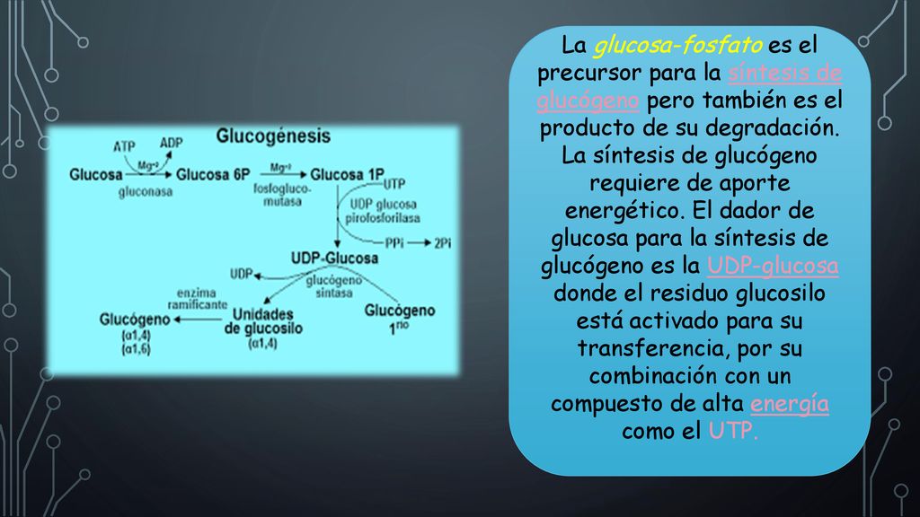 La glucosa-fosfato es el precursor para la síntesis de glucógeno pero también es el producto de su degradación.