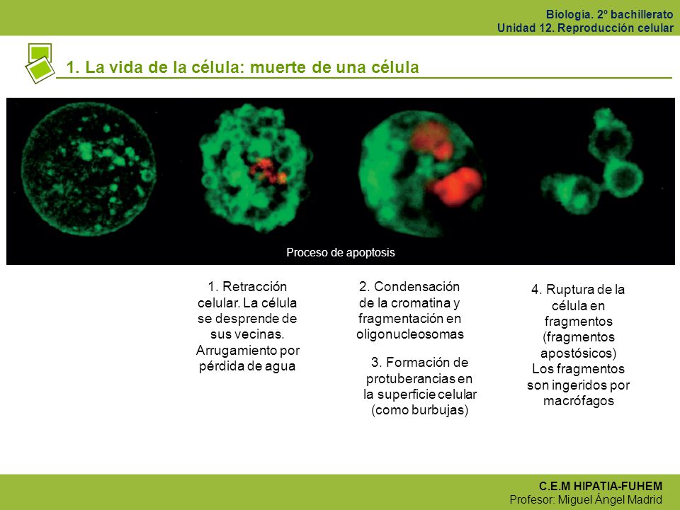 1. La vida de la célula: muerte de una célula
