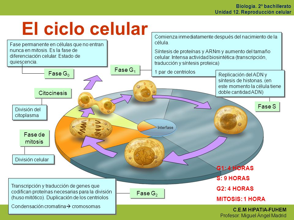El ciclo celular Fase G1 Fase G0 Citocinesis Fase S Fase de mitosis