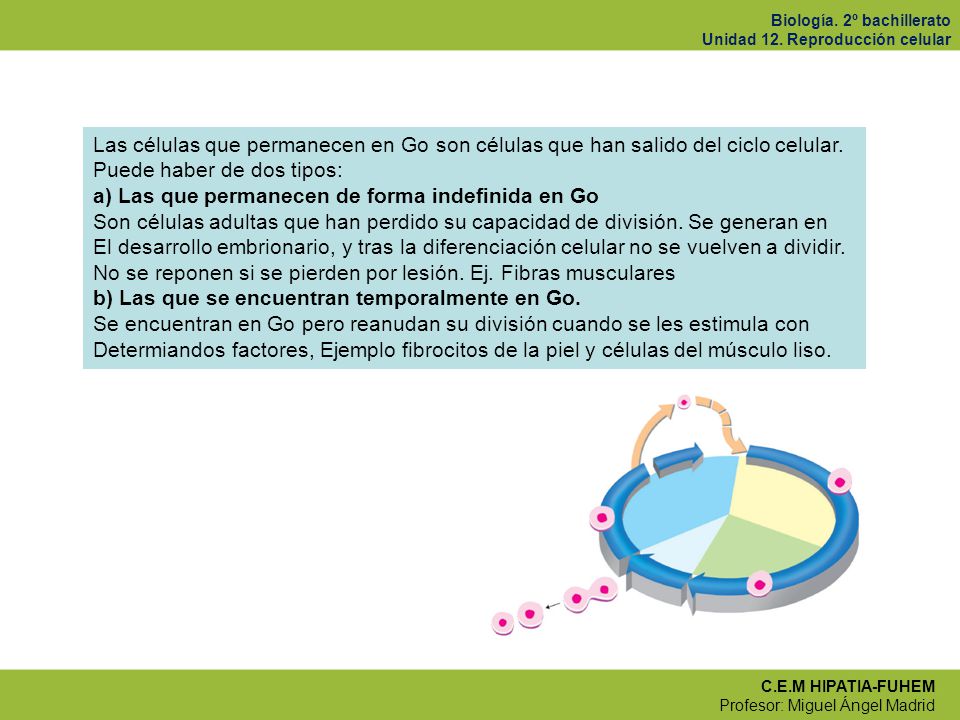 Las células que permanecen en Go son células que han salido del ciclo celular.