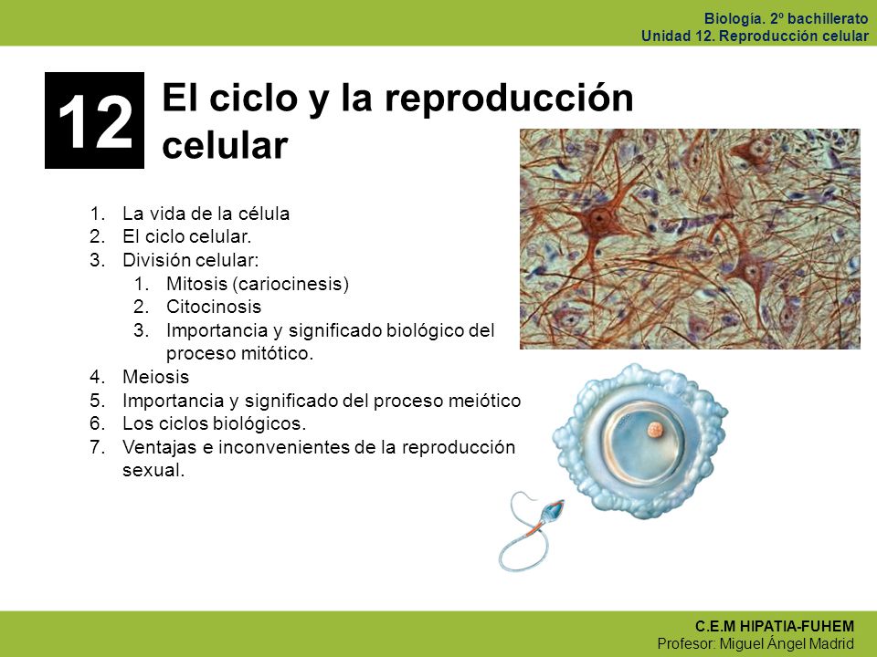 12 El ciclo y la reproducción celular La vida de la célula