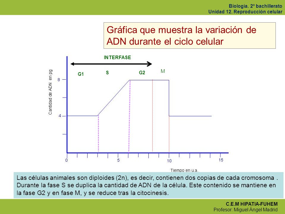 Gráfica que muestra la variación de ADN durante el ciclo celular