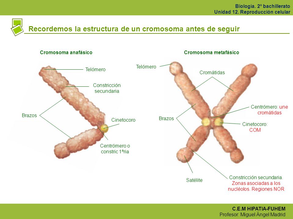 Recordemos la estructura de un cromosoma antes de seguir
