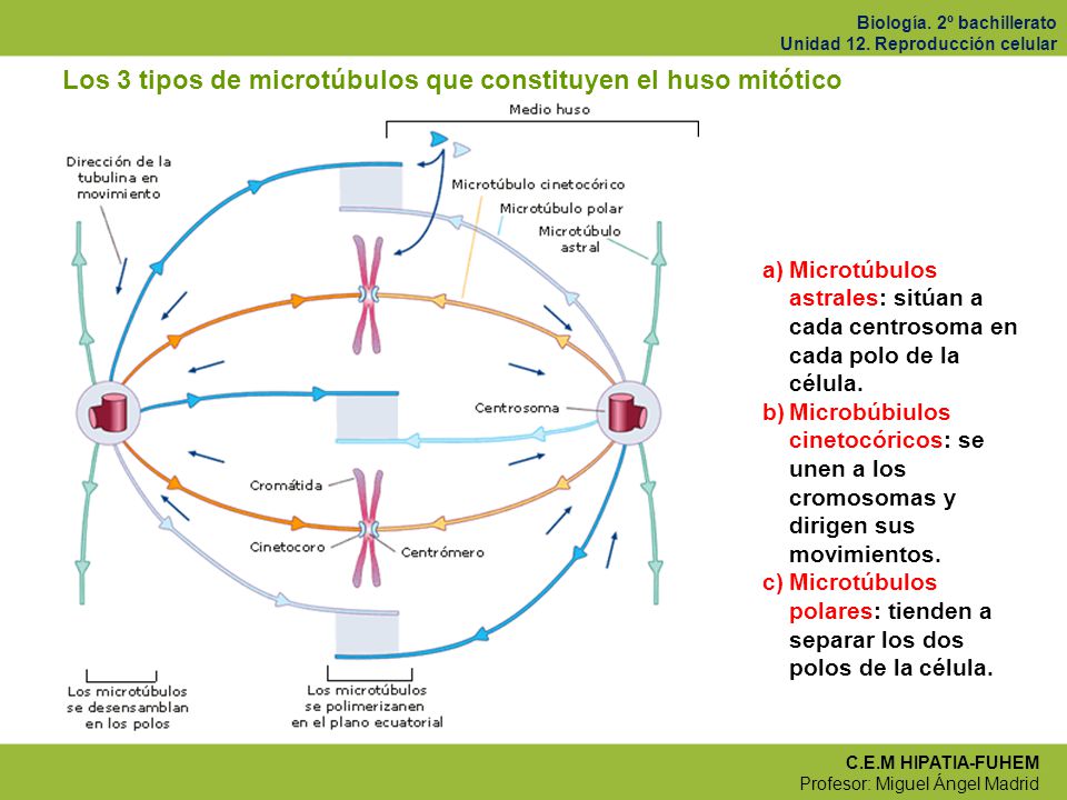 Los 3 tipos de microtúbulos que constituyen el huso mitótico