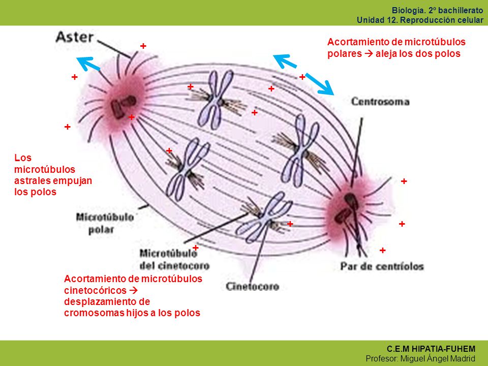 + Acortamiento de microtúbulos polares  aleja los dos polos Los microtúbulos astrales empujan los polos.