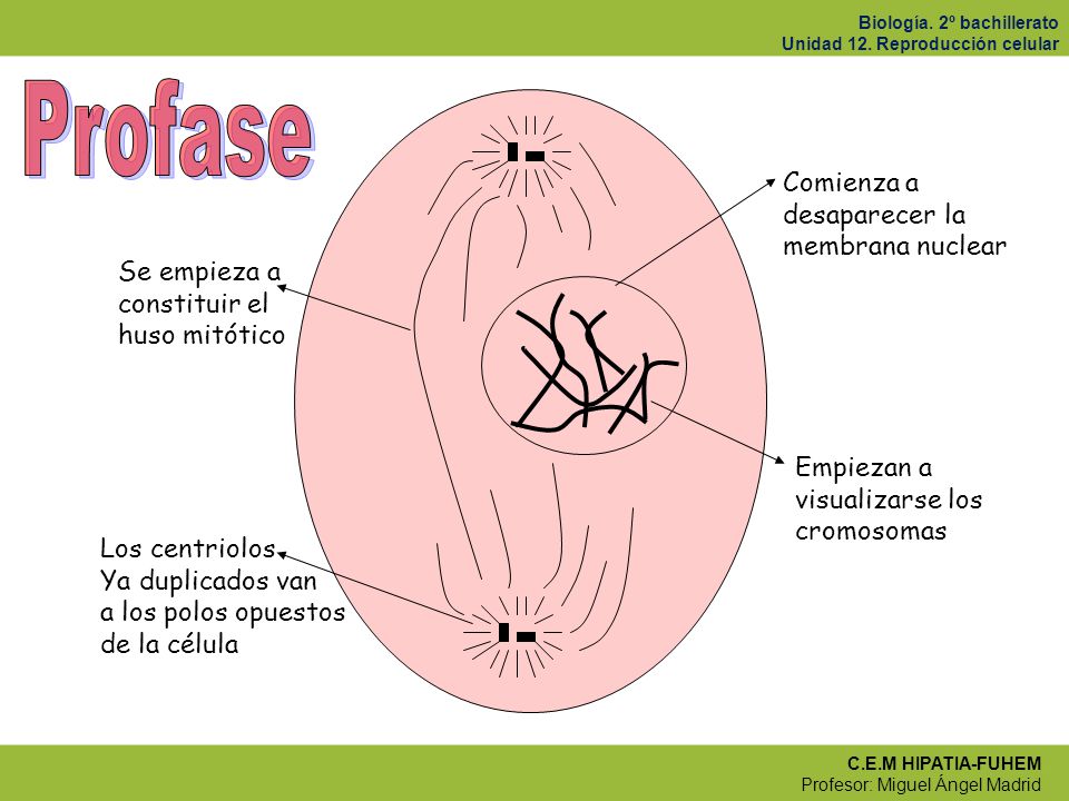 Profase Comienza a desaparecer la membrana nuclear Se empieza a