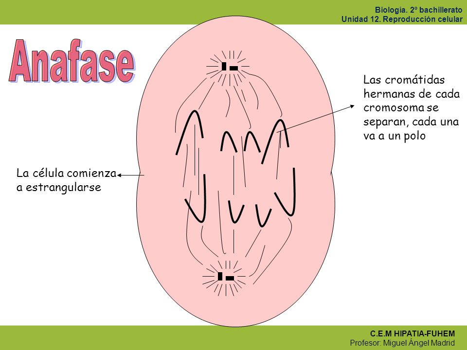 Anafase Las cromátidas hermanas de cada cromosoma se separan, cada una