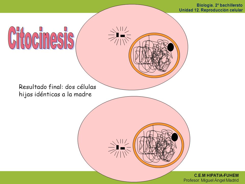 Citocinesis Resultado final: dos células hijas idénticas a la madre