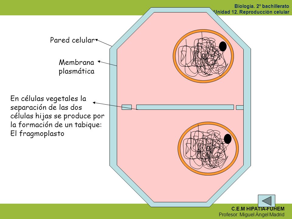 Pared celular Membrana. plasmática. En células vegetales la. separación de las dos. células hijas se produce por.