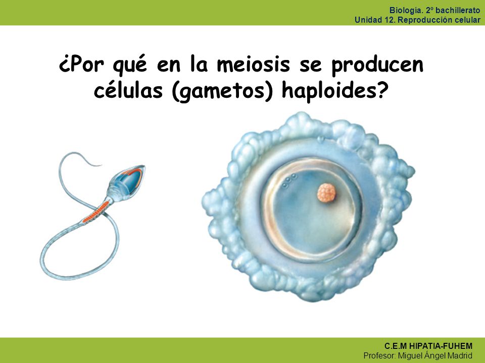 ¿Por qué en la meiosis se producen células (gametos) haploides