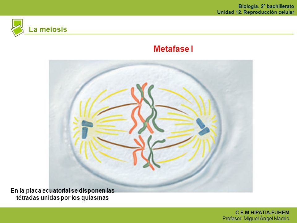 La meiosis Metafase I En la placa ecuatorial se disponen las tétradas unidas por los quiasmas