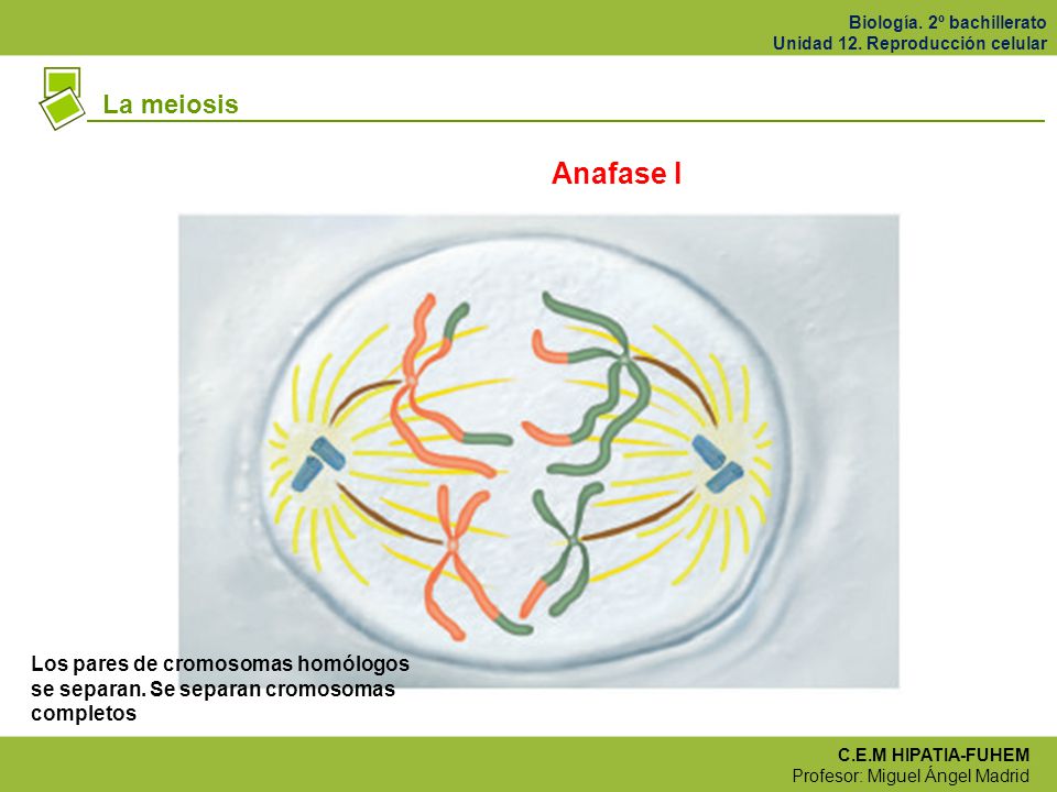 La meiosis Anafase I Los pares de cromosomas homólogos se separan. Se separan cromosomas completos