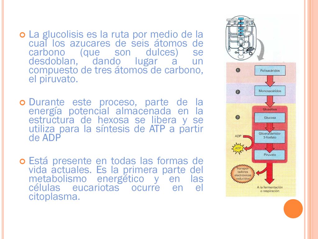 La glucolisis es la ruta por medio de la cual los azucares de seis átomos de carbono (que son dulces) se desdoblan, dando lugar a un compuesto de tres átomos de carbono, el piruvato.
