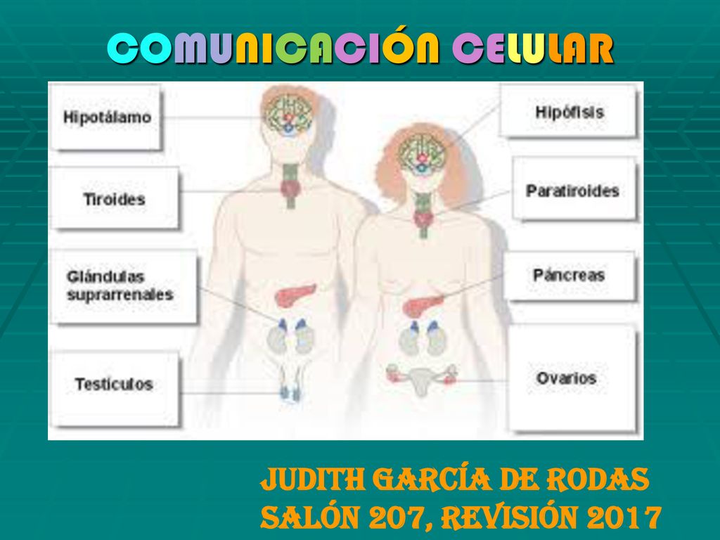COMUNICACIÓN CELULAR Judith García de Rodas Salón 207, revisión 2017