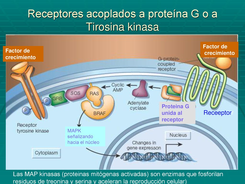 Receptores acoplados a proteína G o a Tirosina kinasa
