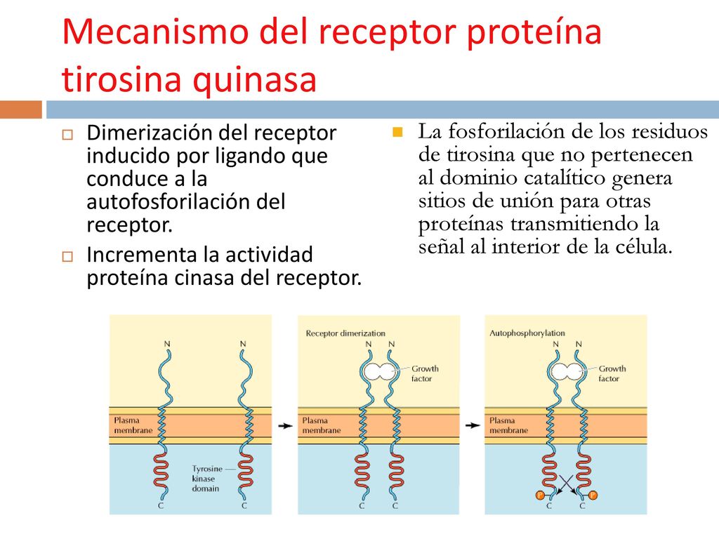 Mecanismo del receptor proteína tirosina quinasa