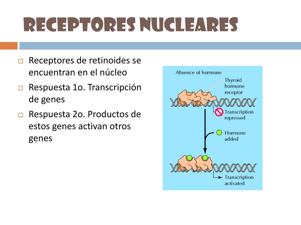 Receptores nucleares Receptores de retinoides se encuentran en el núcleo. Respuesta 1o. Transcripción de genes.