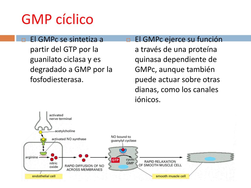 GMP cíclico El GMPc se sintetiza a partir del GTP por la guanilato ciclasa y es degradado a GMP por la fosfodiesterasa.