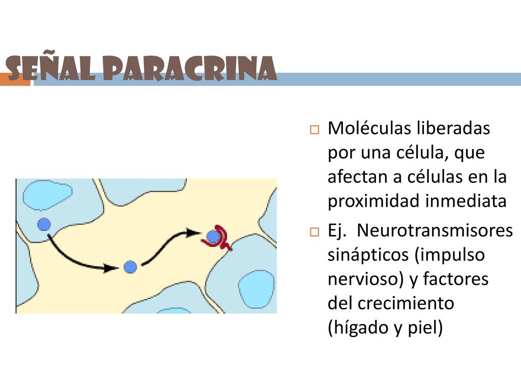 Señal paracrina Moléculas liberadas por una célula, que afectan a células en la proximidad inmediata.