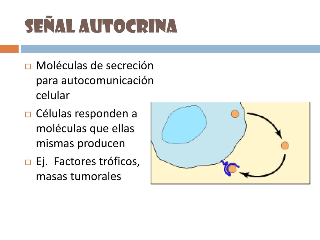 Señal autocrina Moléculas de secreción para autocomunicación celular