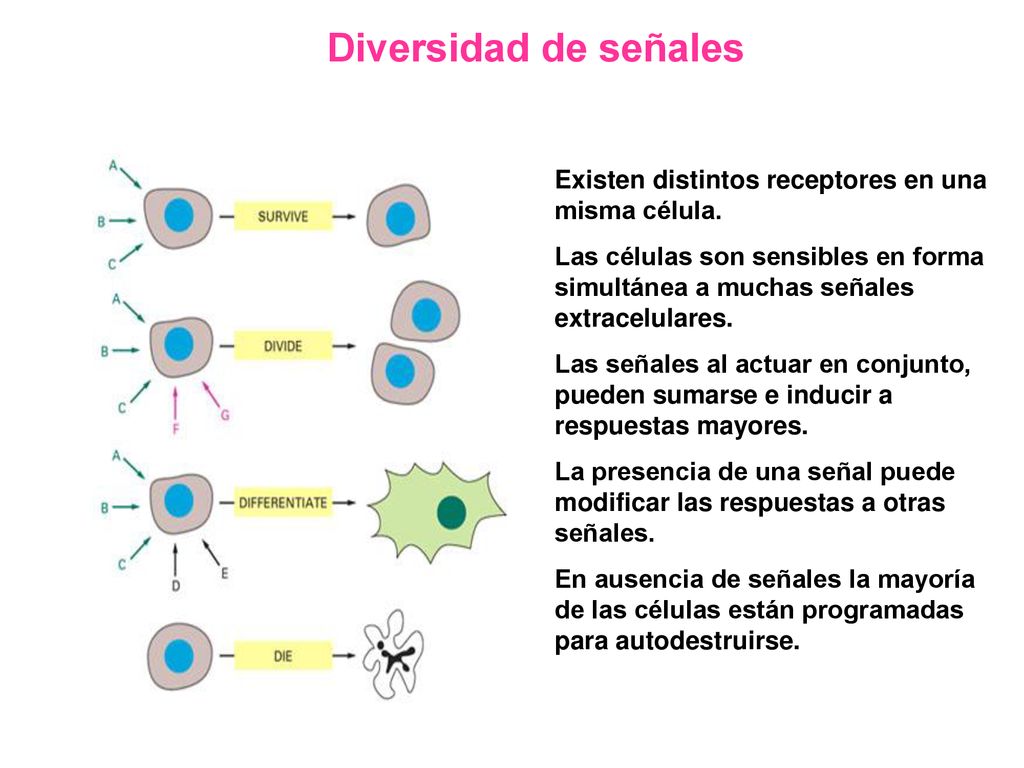 Diversidad de señales Existen distintos receptores en una misma célula.