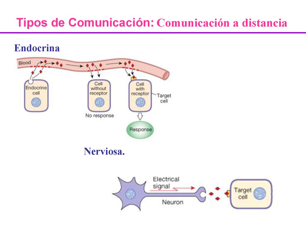 Tipos de Comunicación: Comunicación a distancia