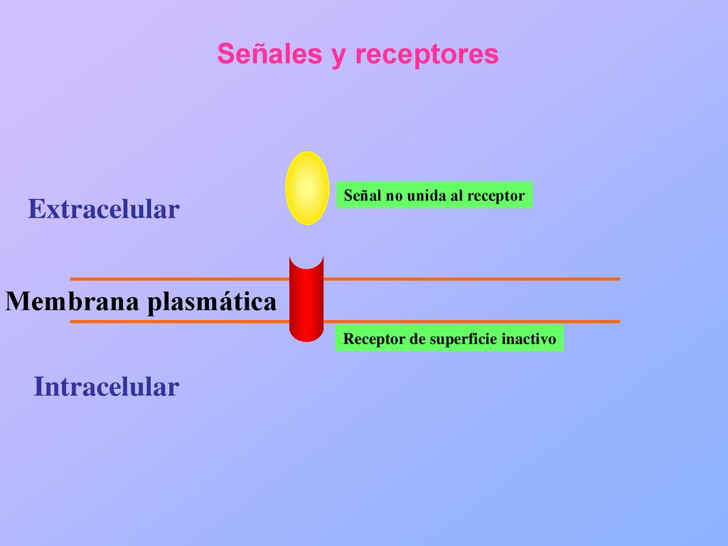 Señal no unida al receptor Receptor de superficie inactivo
