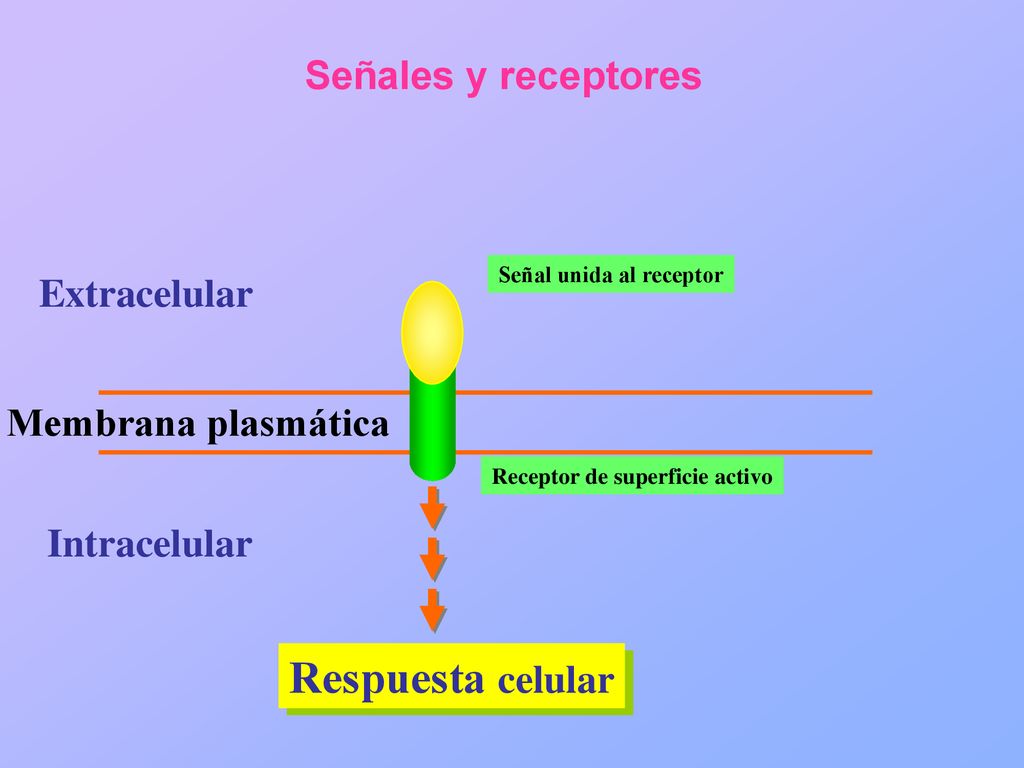 Señal unida al receptor Receptor de superficie activo