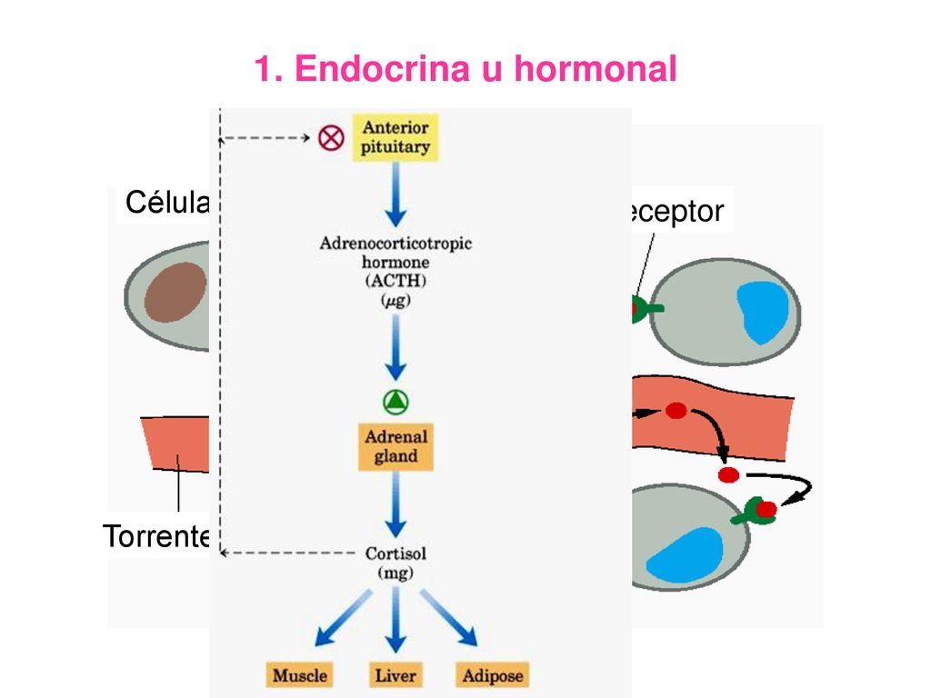 1. Endocrina u hormonal Hormona Célula endocrina Receptor