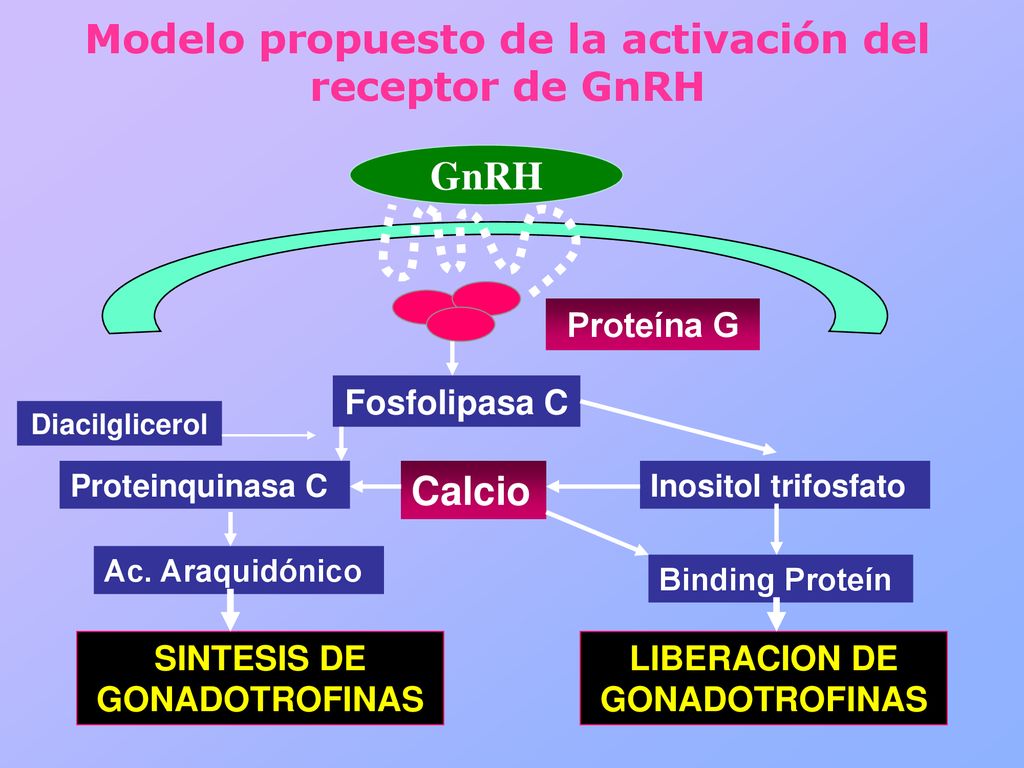 Modelo propuesto de la activación del receptor de GnRH