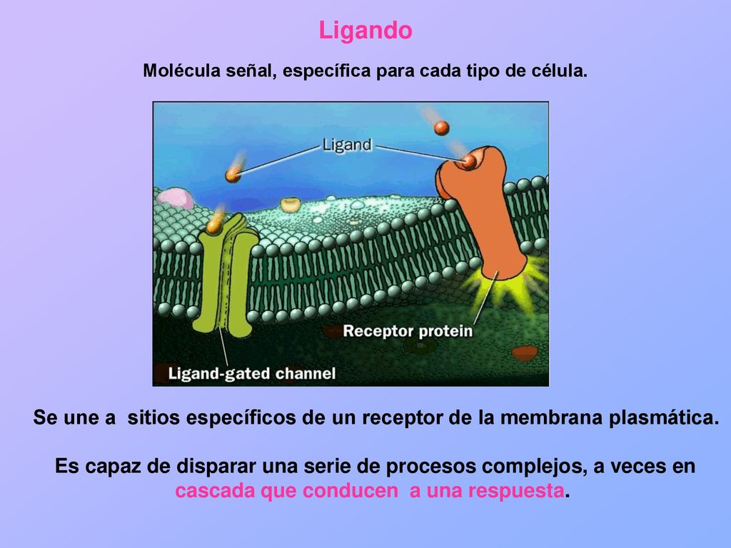 Ligando Molécula señal, específica para cada tipo de célula. Se une a sitios específicos de un receptor de la membrana plasmática.