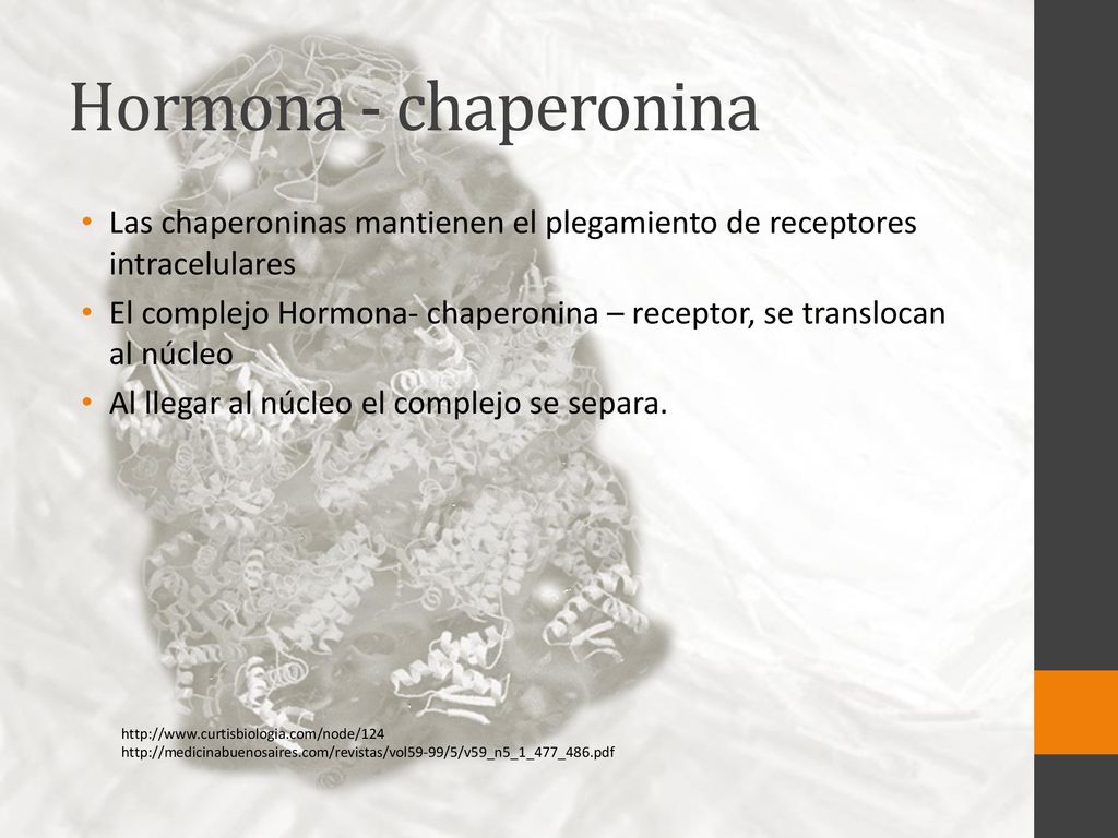 Hormona - chaperonina Las chaperoninas mantienen el plegamiento de receptores intracelulares.