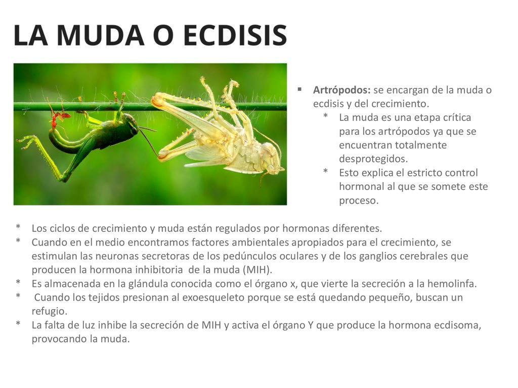 Artrópodos: se encargan de la muda o ecdisis y del crecimiento.