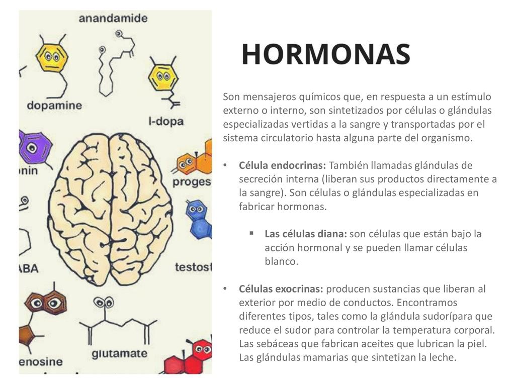 Son mensajeros químicos que, en respuesta a un estímulo externo o interno, son sintetizados por células o glándulas especializadas vertidas a la sangre y transportadas por el sistema circulatorio hasta alguna parte del organismo.