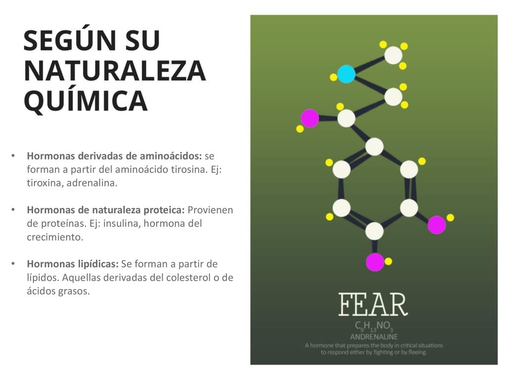 Hormonas derivadas de aminoácidos: se forman a partir del aminoácido tirosina. Ej: tiroxina, adrenalina.
