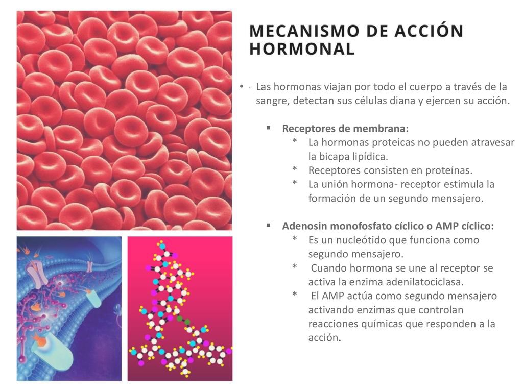 Las hormonas viajan por todo el cuerpo a través de la sangre, detectan sus células diana y ejercen su acción.