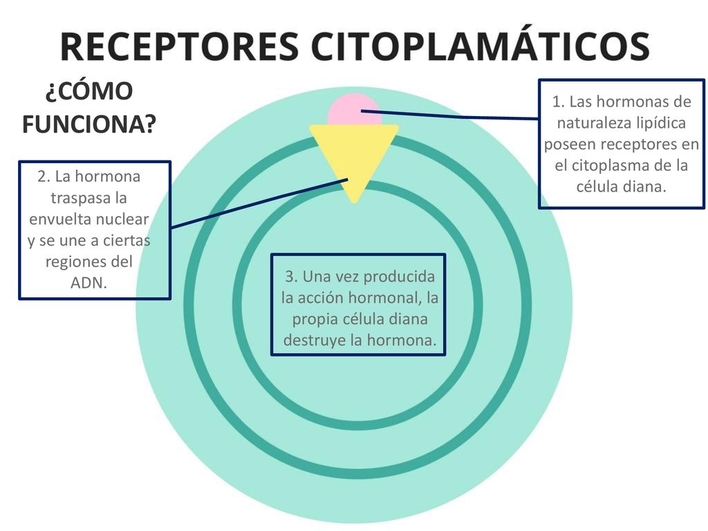 ¿CÓMO FUNCIONA 1. Las hormonas de naturaleza lipídica poseen receptores en el citoplasma de la célula diana.