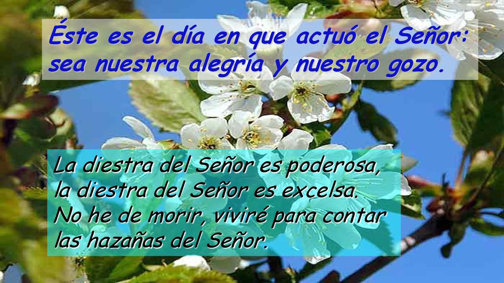 Éste es el día en que actuó el Señor: sea nuestra alegría y nuestro gozo.