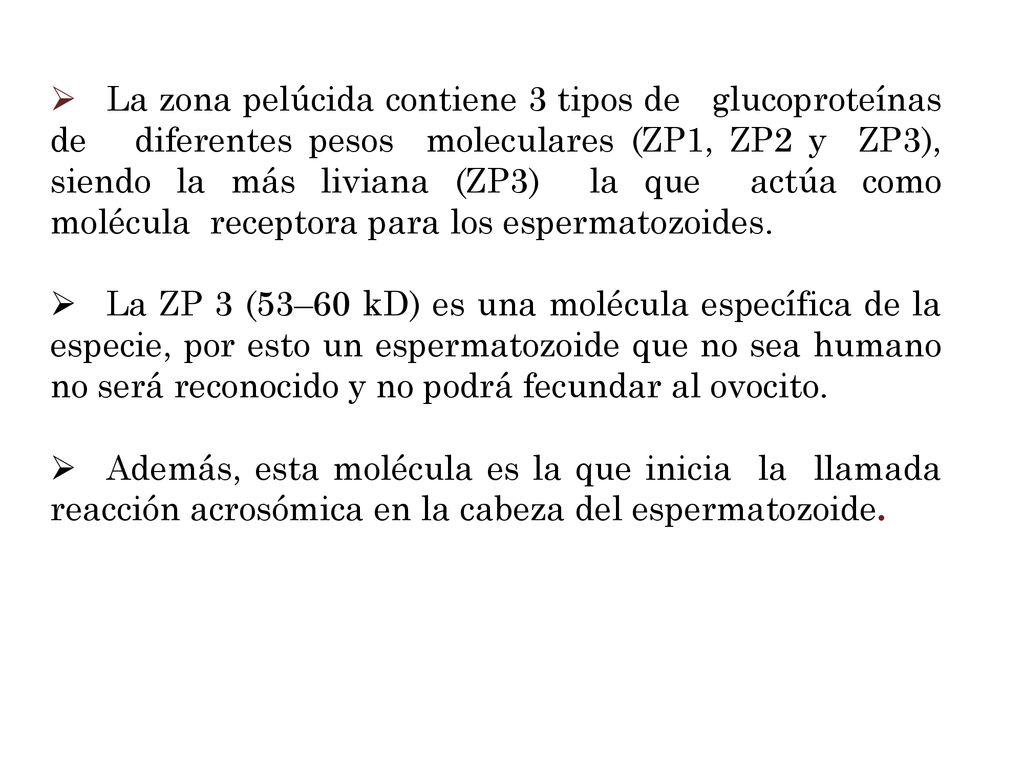 La zona pelúcida contiene 3 tipos de glucoproteínas de diferentes pesos moleculares (ZP1, ZP2 y ZP3), siendo la más liviana (ZP3) la que actúa como molécula receptora para los espermatozoides.