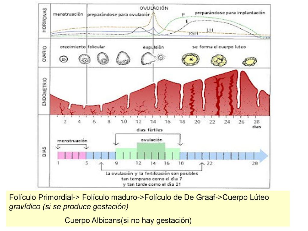 Folículo Primordial-> Folículo maduro->Folículo de De Graaf->Cuerpo Lúteo gravídico (si se produce gestación)