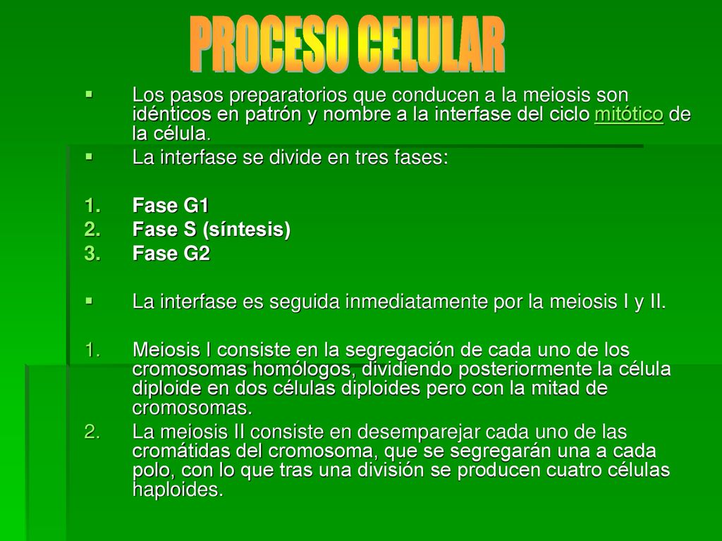 PROCESO CELULAR Los pasos preparatorios que conducen a la meiosis son idénticos en patrón y nombre a la interfase del ciclo mitótico de la célula.