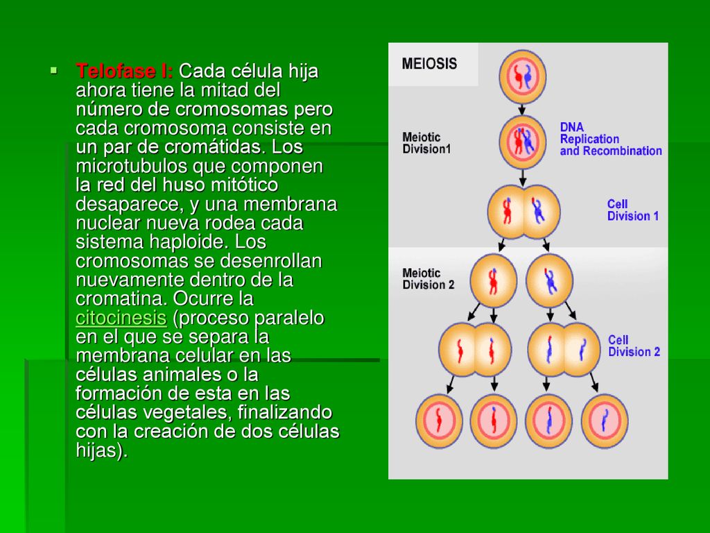 Telofase I: Cada célula hija ahora tiene la mitad del número de cromosomas pero cada cromosoma consiste en un par de cromátidas.