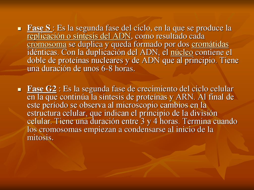 Fase S : Es la segunda fase del ciclo, en la que se produce la replicación o síntesis del ADN, como resultado cada cromosoma se duplica y queda formado por dos cromátidas idénticas. Con la duplicación del ADN, el núcleo contiene el doble de proteínas nucleares y de ADN que al principio. Tiene una duración de unos 6-8 horas.