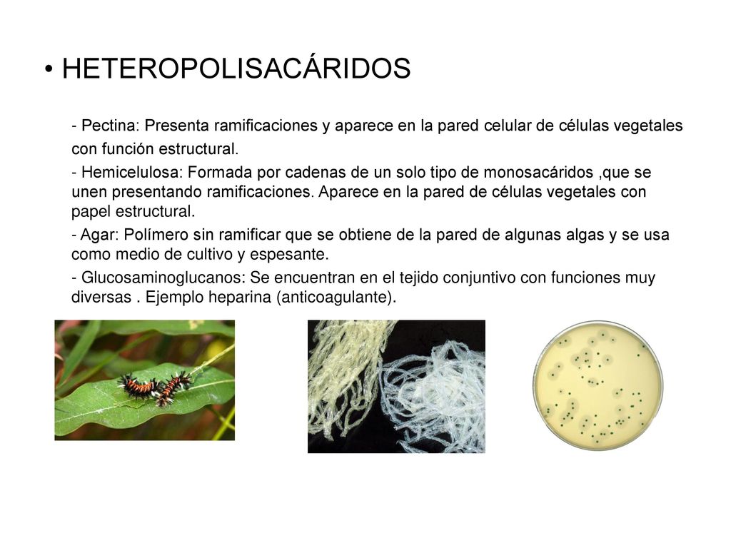 HETEROPOLISACÁRIDOS - Pectina: Presenta ramificaciones y aparece en la pared celular de células vegetales con función estructural.
