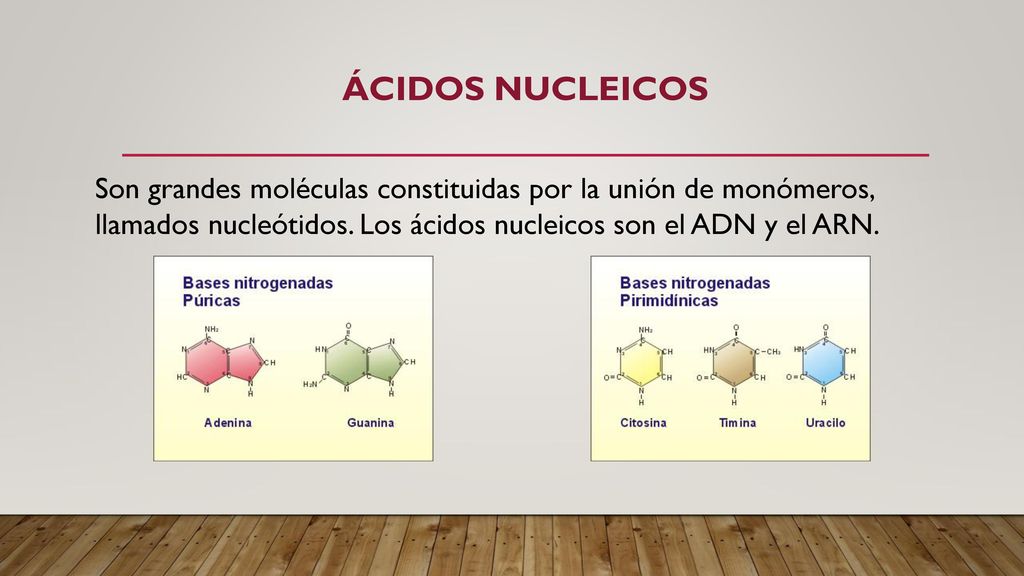 Ácidos nucleicos Son grandes moléculas constituidas por la unión de monómeros, llamados nucleótidos.
