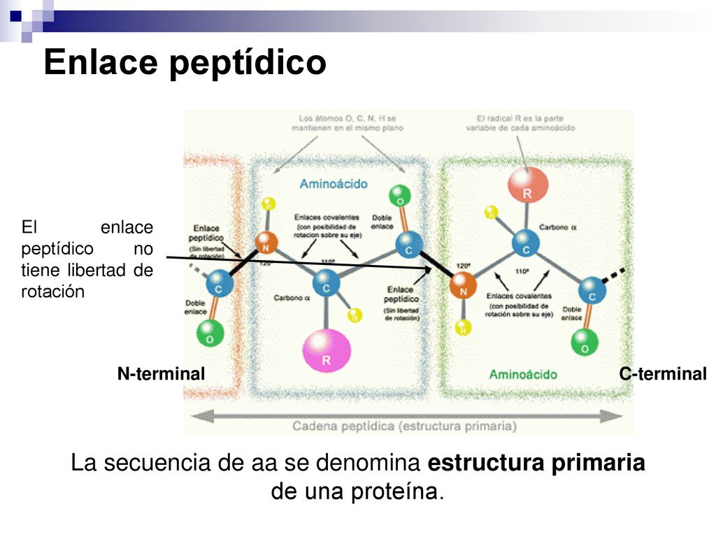 La secuencia de aa se denomina estructura primaria de una proteína.