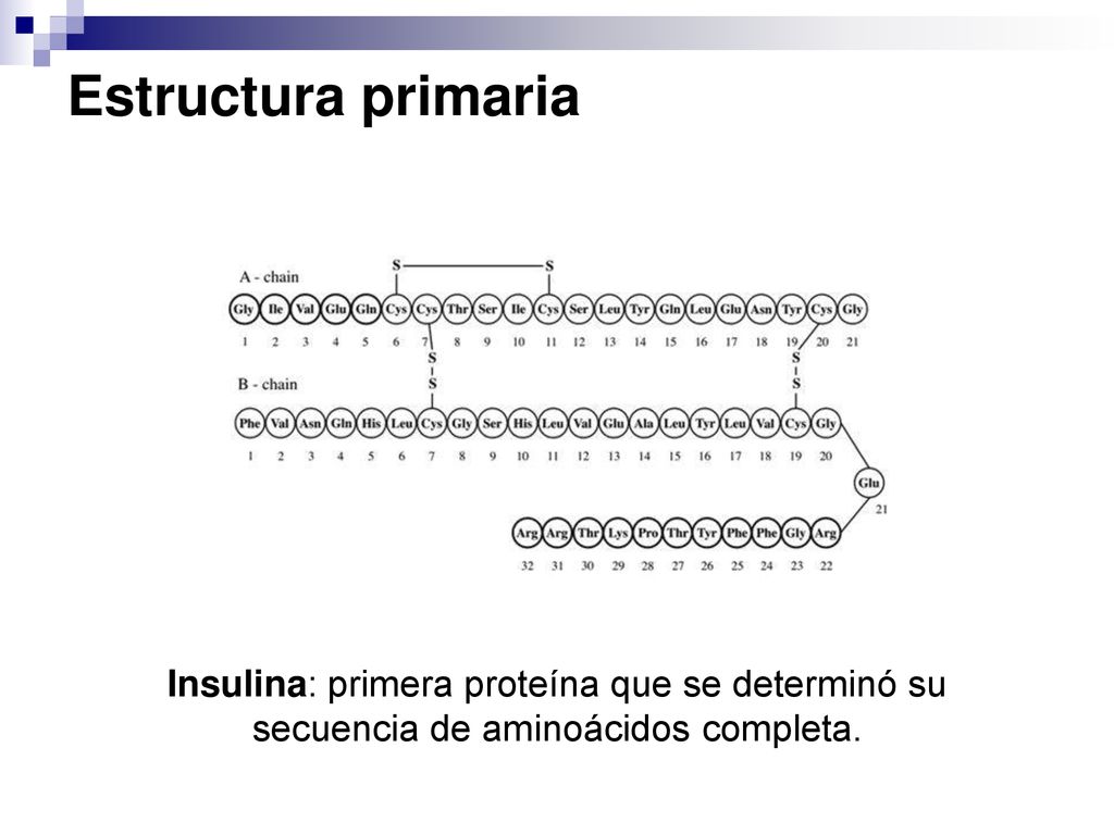 Estructura primaria Insulina: primera proteína que se determinó su secuencia de aminoácidos completa.
