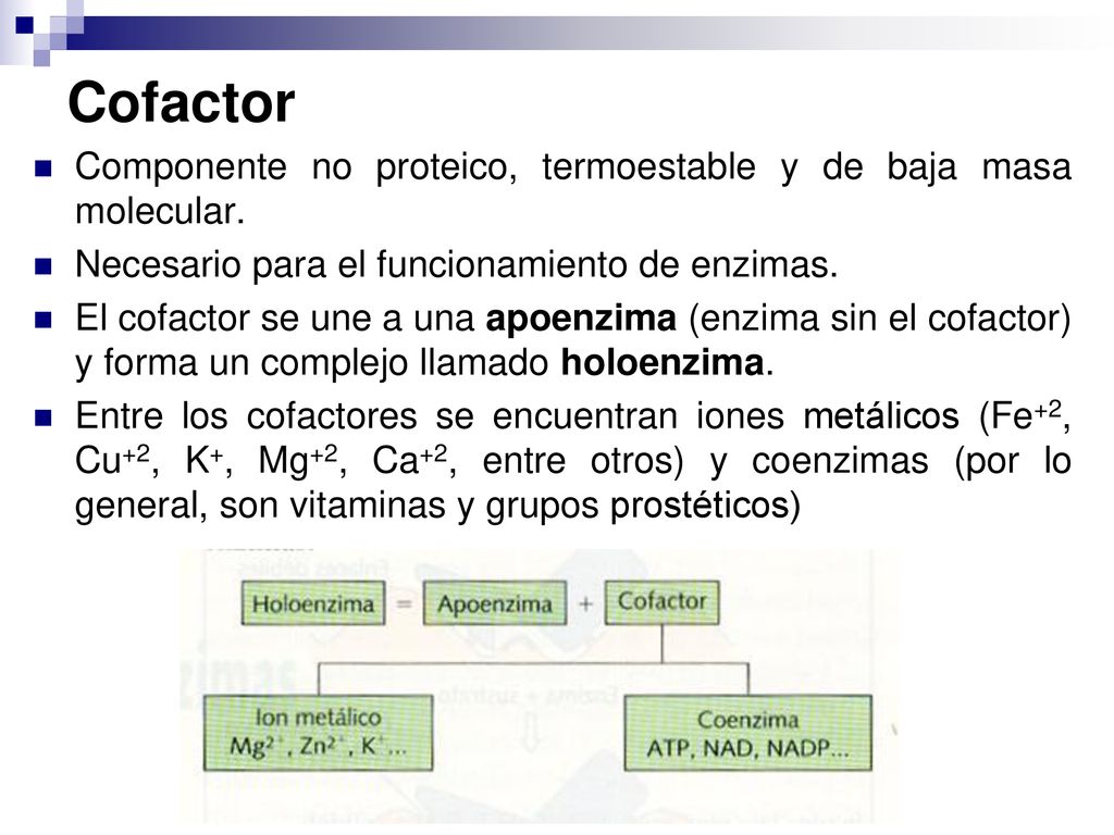 Cofactor Componente no proteico, termoestable y de baja masa molecular. Necesario para el funcionamiento de enzimas.