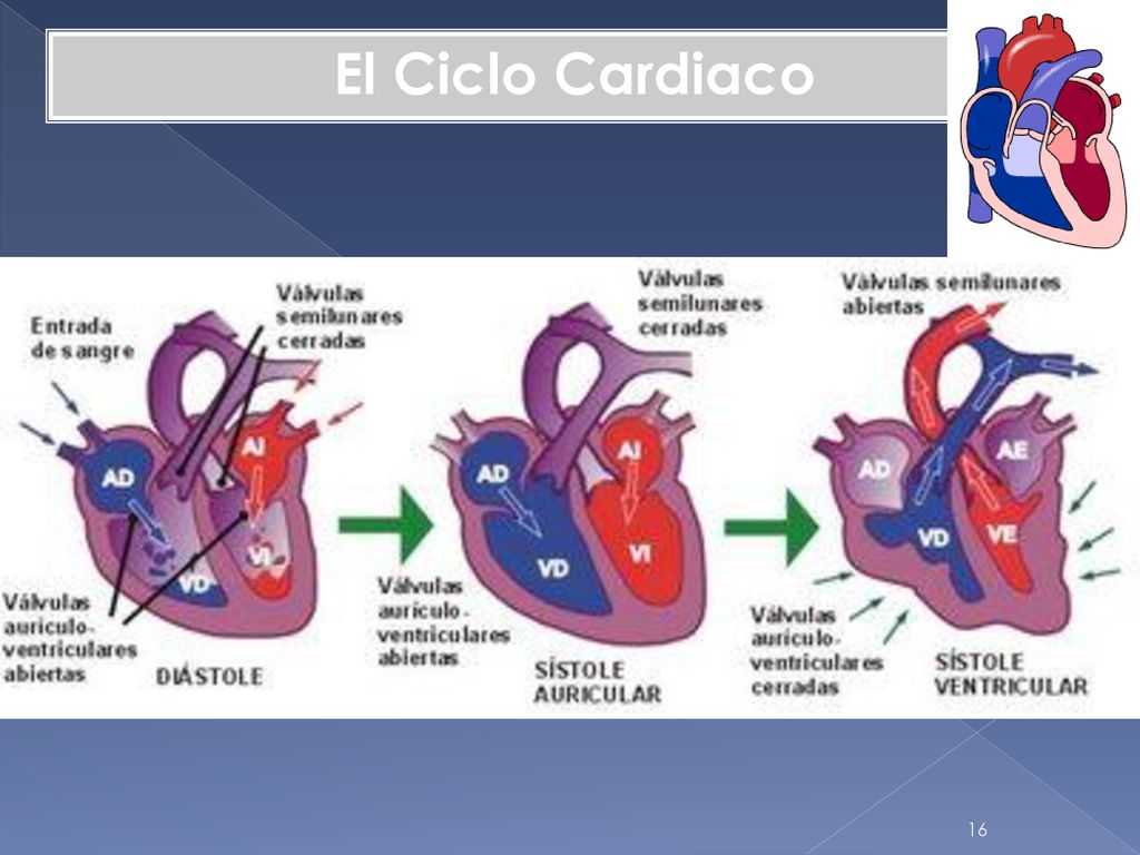 El Ciclo Cardiaco Es la sucesión de la diástole y la sístole ventricular