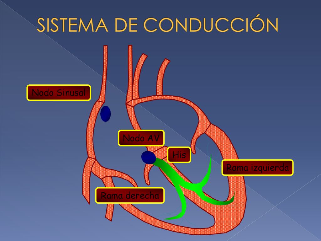 SISTEMA DE CONDUCCIÓN Nodo Sinusal Nodo AV His Rama izquierda